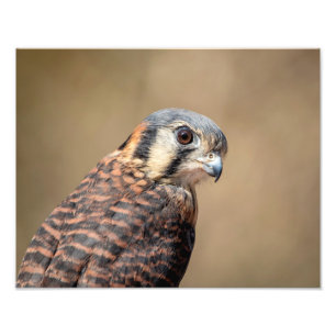 14x11 American Kestrel Photo Print