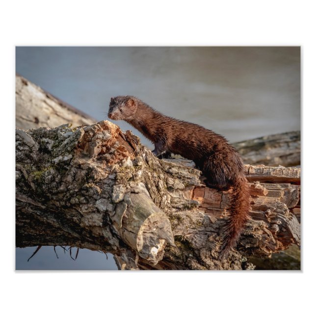 14x11 American Mink Photo Print (Front)