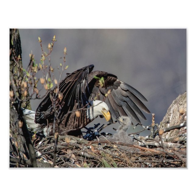 14x11 Bald Eagle with her baby Photo Print (Front)