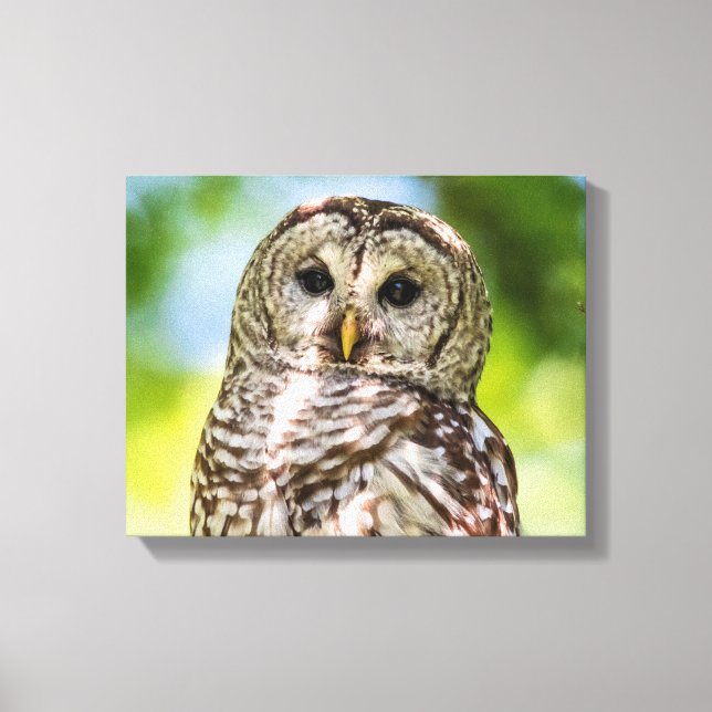14x11 Barred Owl Canvas Print (Front)