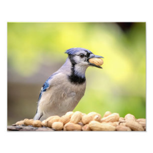 14x11 Blue jay with a peanut Photo Print