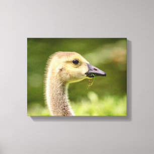 14x11 Canadian Goose (Gosling) Canvas Print