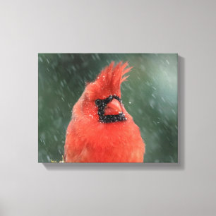 14x11 Cardinal in a pine tree during a snow storm Canvas Print