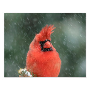 14x11 Cardinal in a pine tree during a snow storm Photo Print