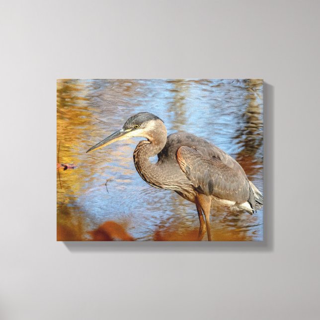 14x11 Great Blue Heron framed with fall foliage Canvas Print (Front)