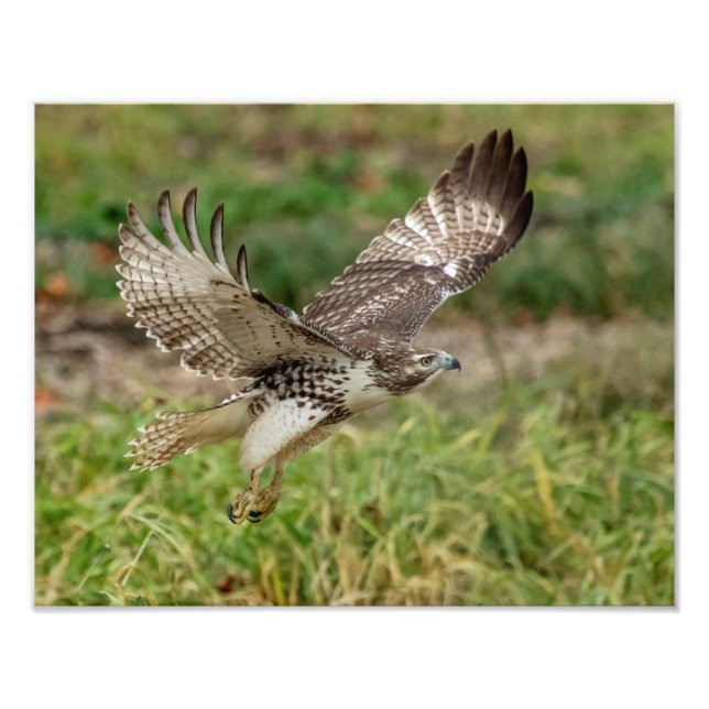 14x11 Immature Red Tailed Hawk Photo Print (Front)
