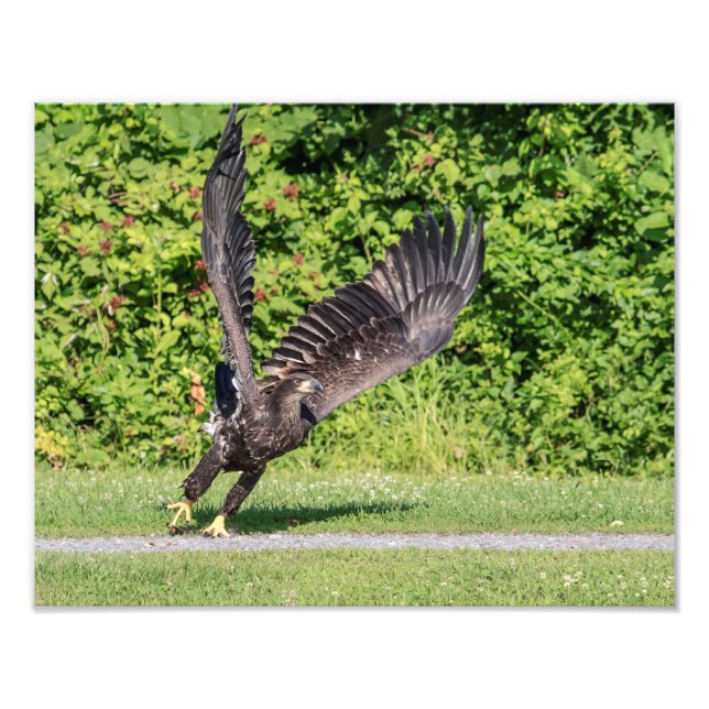 14x11 Juvenile Bald Eagle Photo Print (Front)