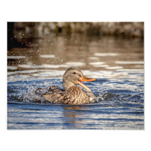 14x11 Mallard Duck at Downing Park Photo Print
