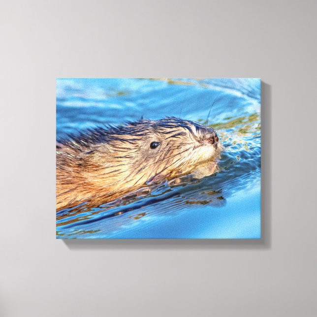 14x11 Muskrat at Vassar Farms Ecological Preserve Canvas Print (Front)
