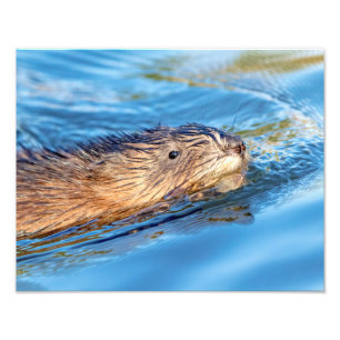 14x11 Muskrat at Vassar Farms Ecological Preserve Photo Print