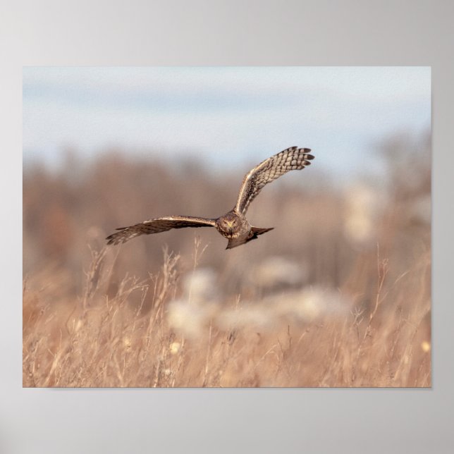 14x11 Northern Harrier Poster (Front)