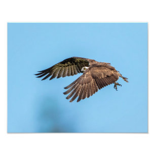 14x11 Osprey at Honeymoon Island State Park Photo Print