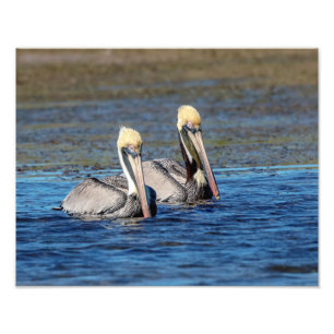 14x11 Pair of Pelicans Photo Print