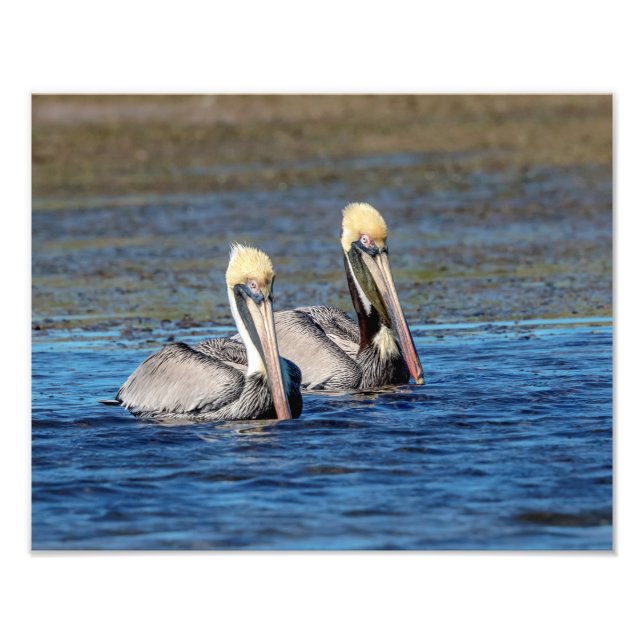 14x11 Pair of Pelicans Photo Print (Front)