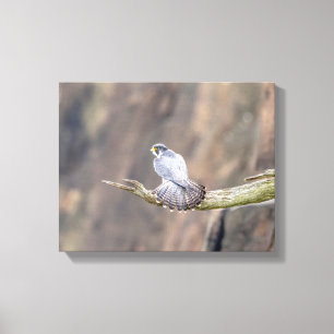14x11 Peregrine Falcon at the Palisades Interstate Canvas Print