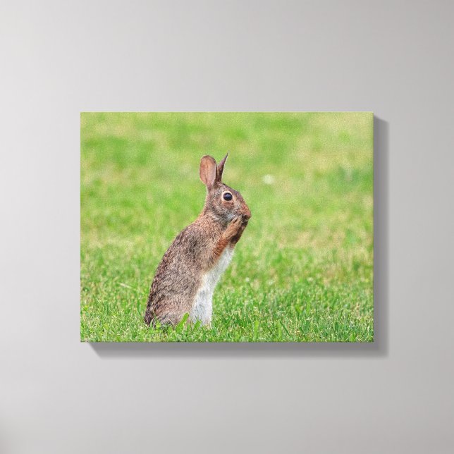 14x11 Rabbit standing in the grass and looking shy Canvas Print (Front)