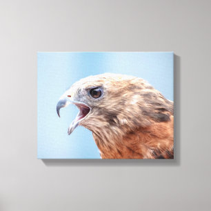 14x11 Red Shouldered Hawk Canvas Print