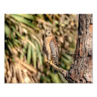 14x11 Red Shouldered Hawk in a tree