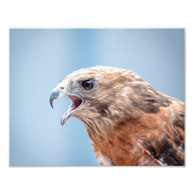 14x11 Red Shouldered Hawk Photo Print (Front)