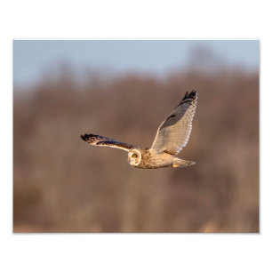 14x11 Short-eared owl in flight Photo Print