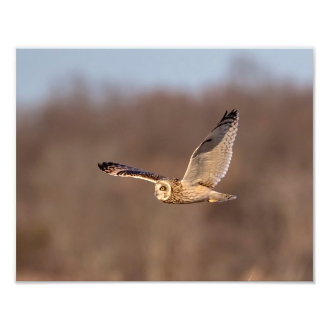 14x11 Short-eared owl in flight Photo Print (Front)