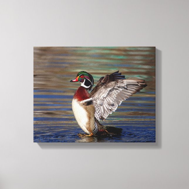 14x11 Wood Duck Canvas Print (Front)