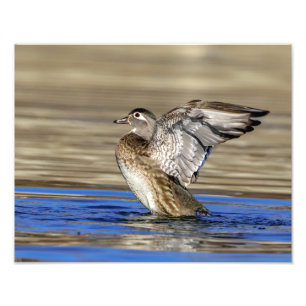 14x11 Wood Duck flapping her wings Photo Print