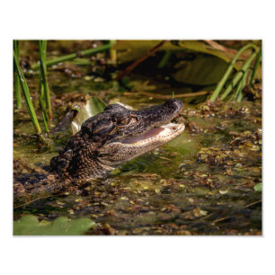 14x11 Young Alligator Photo Print