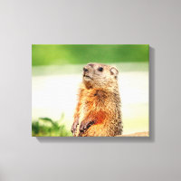 14x11 Young Groundhog