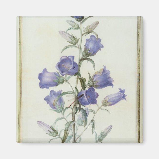 15:Campanula: Medium  1787 Magnet (Front)