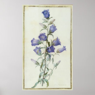 15:Campanula: Medium 1787 Poster