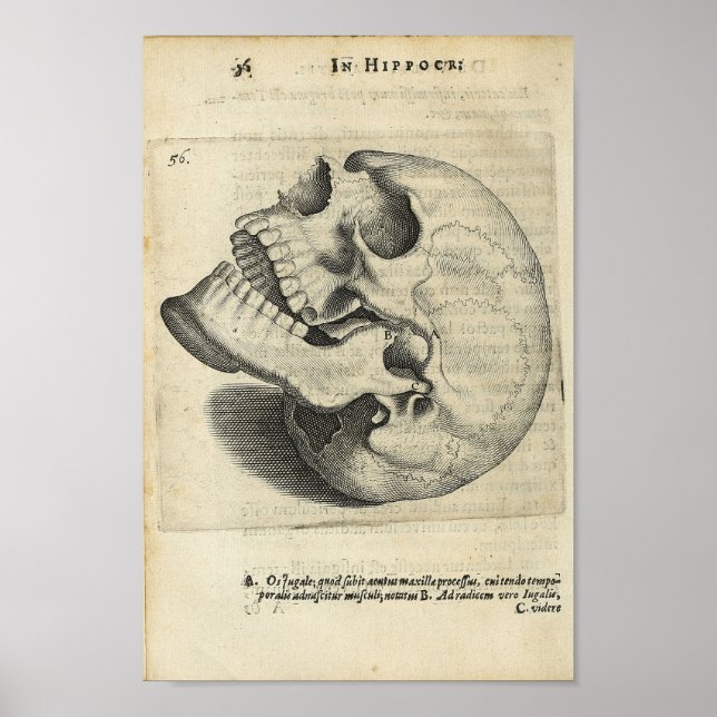 1616 Vintage Skull Anatomy Print (Front)