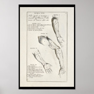 1691 Artistic Anatomy Arm Muscles Art Print