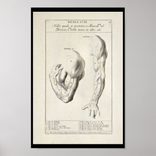 1691 Artistic Anatomy Arm Muscles Art Print