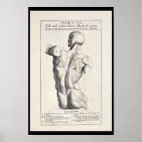 1691 Artistic Anatomy Back Muscles Art Print
