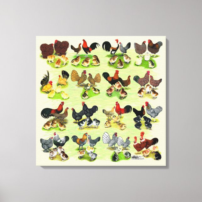 16 Chicken Families Canvas Print (Front)