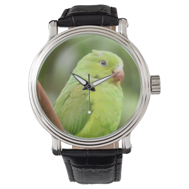16  WATCH parrot (Front)