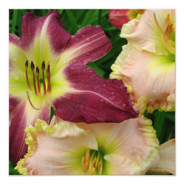 16"x16" Daylilies Photo Print (Front)
