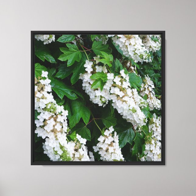 16"x16" Oakleaf Hydrangea Canvas Print (Front)
