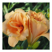 16"x16" Orange Daylilies