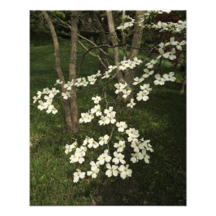 16"x20" White Dogwood Tree Photo Print