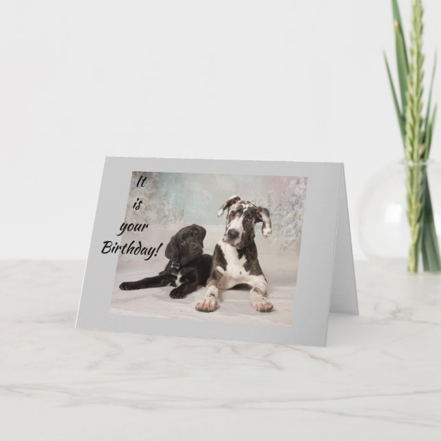 **16th BIRTHDAY** GREAT DANES HOPE IT'S HAPPY!!!! Card (Front)