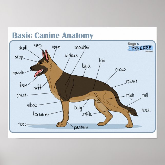 16x12 Canine Anatomy Poster (Front)