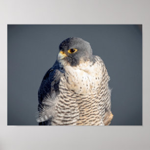 16x12 Peregrine Falcon along the Hudson River Poster