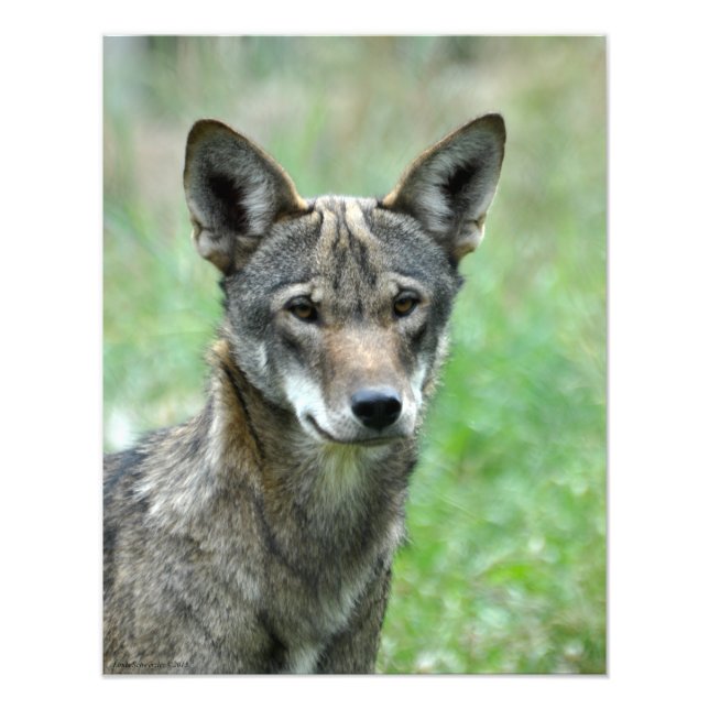 16X20 Immature Red Wolf Photo Print (Front)