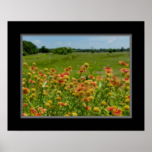 16x20 Indian Blanket Wildflower Poster (Front)