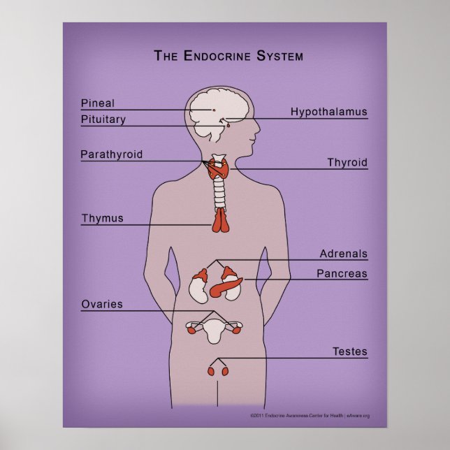 16x20 Poster of the Endocrine System (Front)
