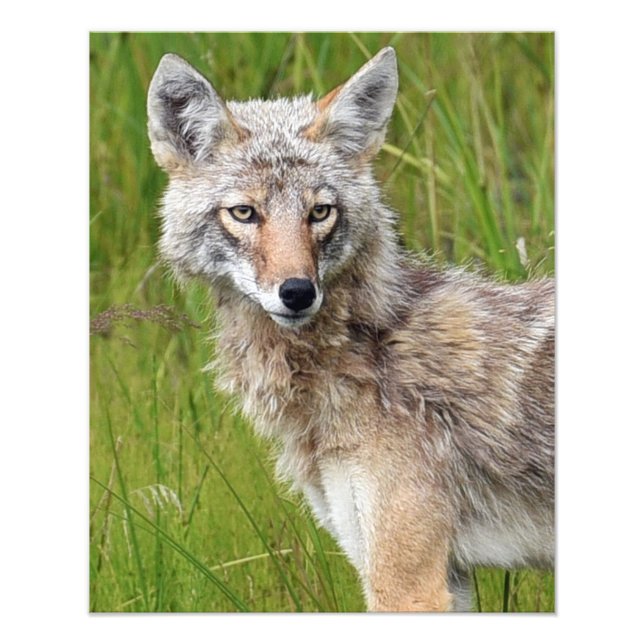 16x20 Satin photo of coyote Print (Front)