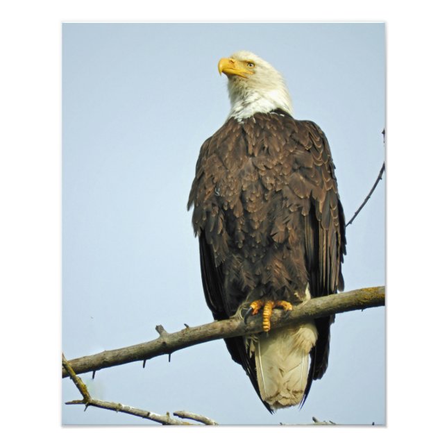 16x20 Satin photo of eagle (Front)