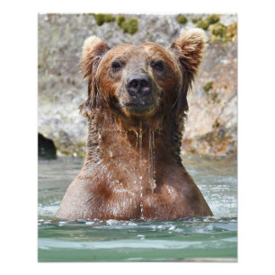 16x20 Satin photo of grizzly bear Print